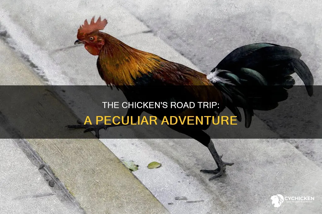 why did the chicken cross the road ven paca