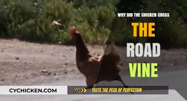 Why Did the Chicken Cross the Road Vine: Unraveling the Viral Mystery