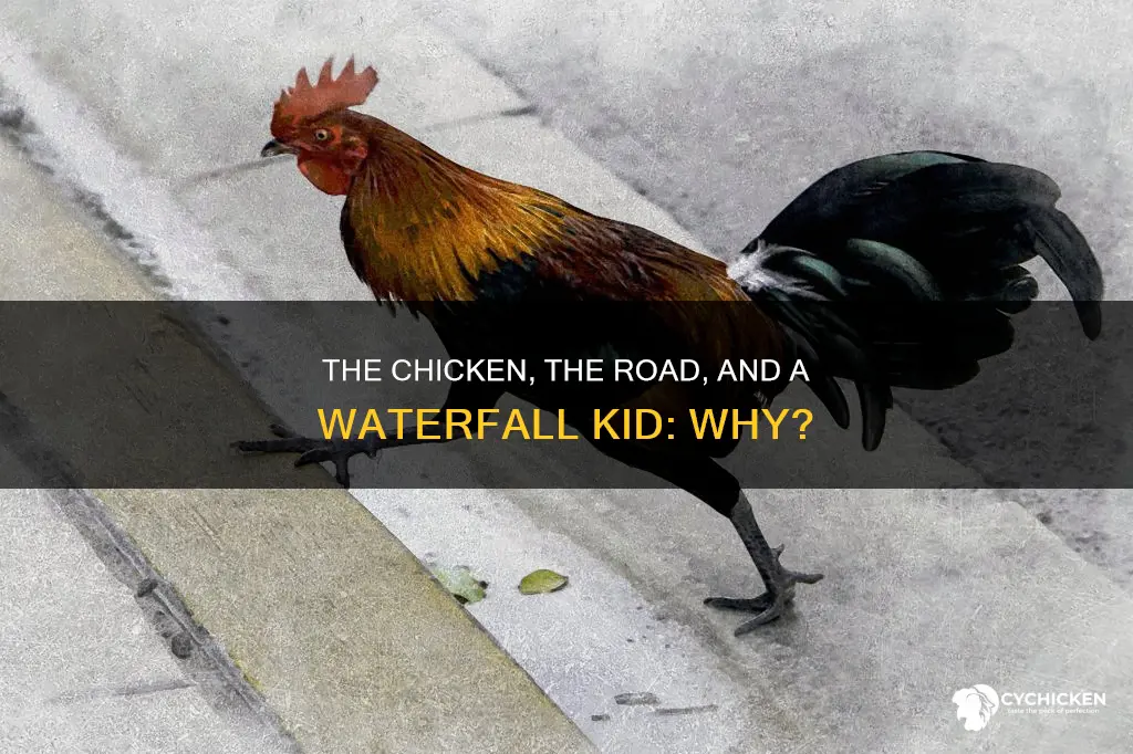why did the chicken cross the road waterfall kid