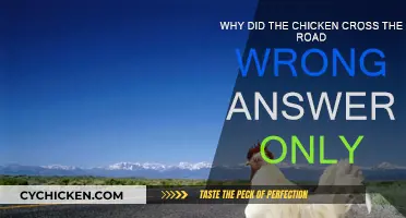 Road-Crossing Chicken: What's the Silliest Reason?