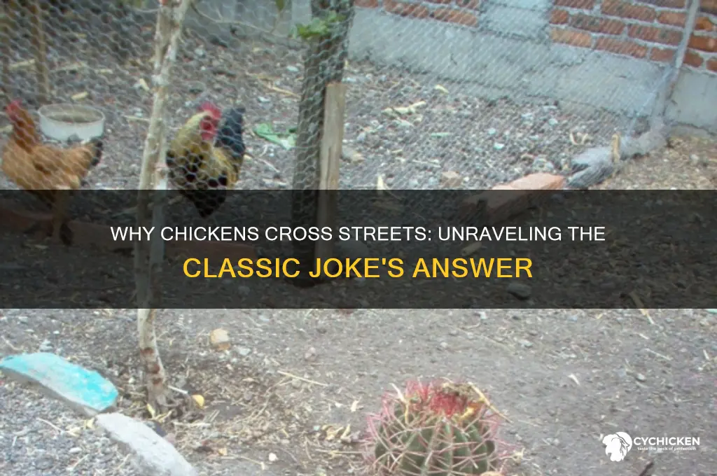 why did the chicken cross the street answer