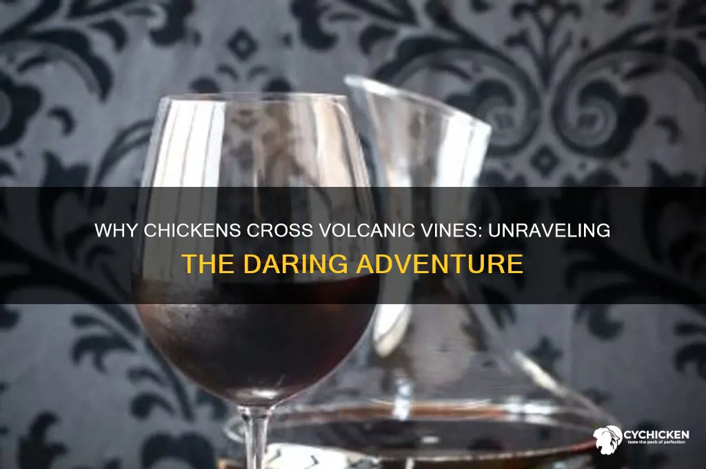 why did the chicken cross the volcano vine