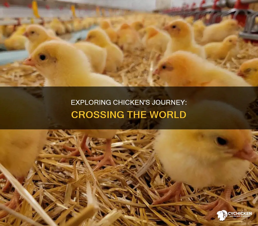why did the chicken cross the world by andrew lawler