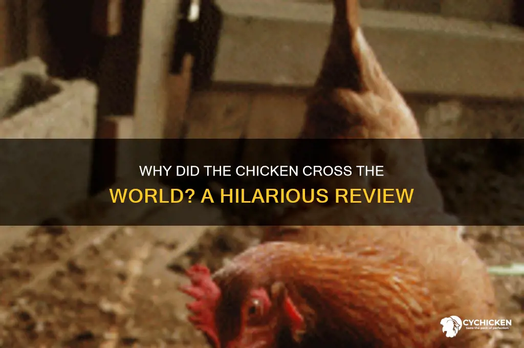 why did the chicken cross the world review