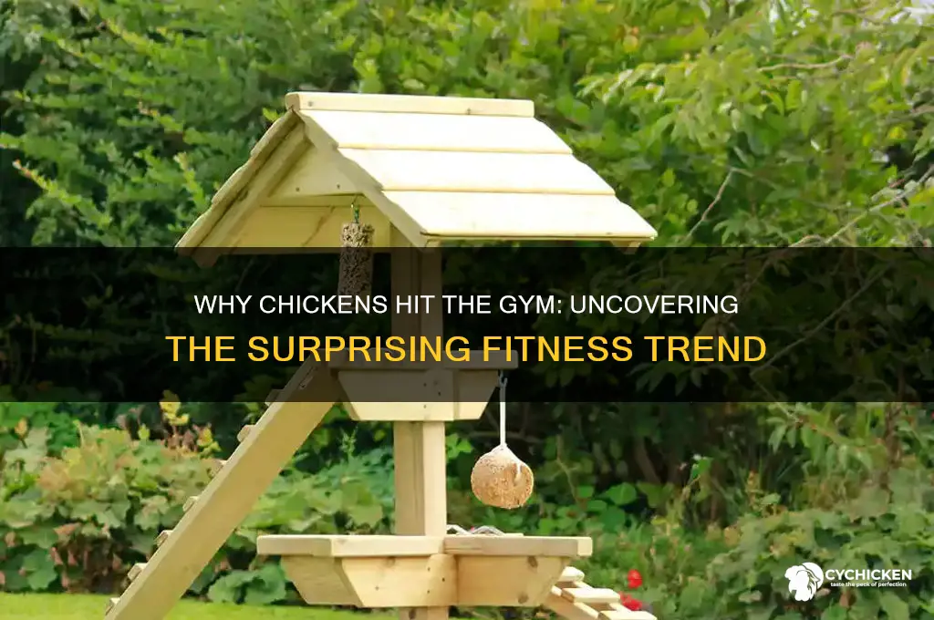 why did the chicken go to the gym
