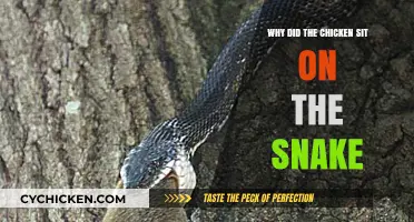 Why Chickens Sit on Snakes: Unraveling Nature's Odd Partnership