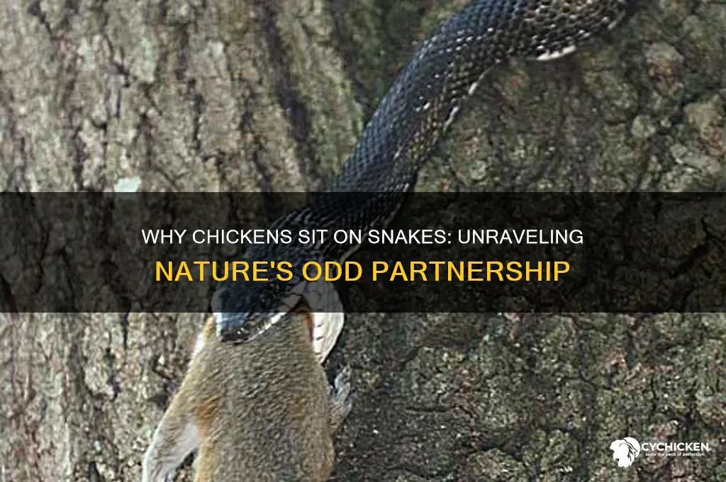 why did the chicken sit on the snake