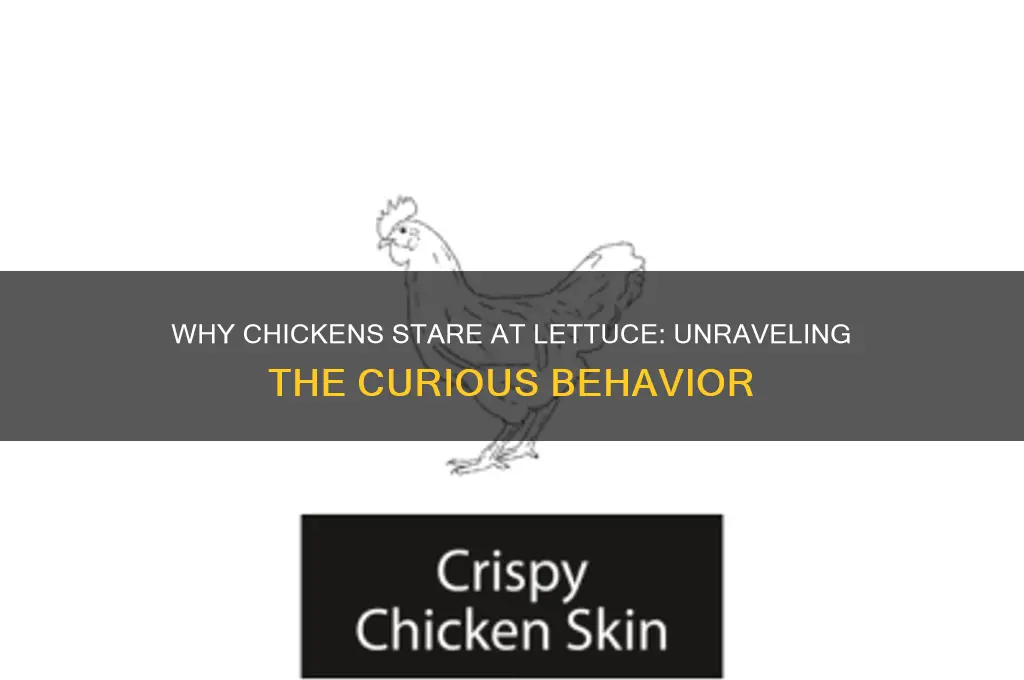 why did the chicken stare at the lettuce