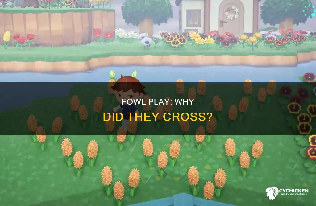 why did the duck goat and chicken cross the road