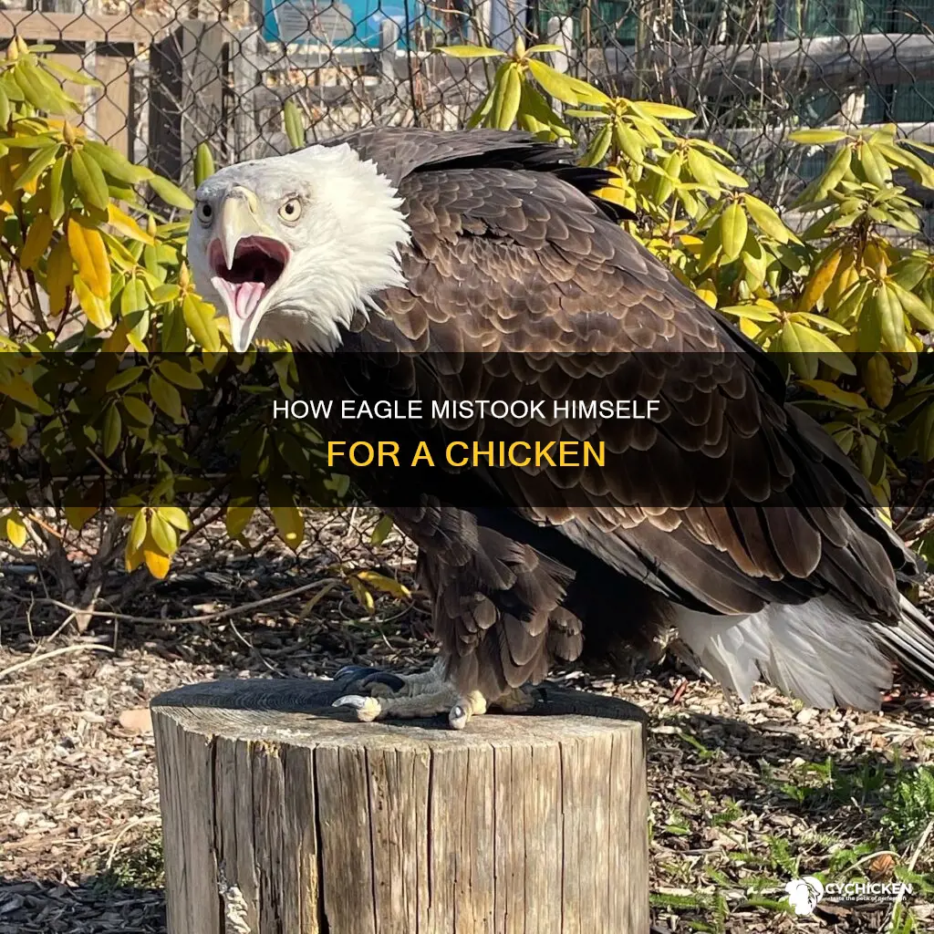 why did the eagle think he was a chicken brainly