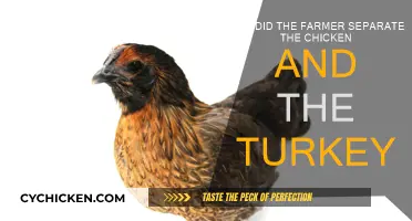 Separating Fowl: Farmer's Logic Behind Dividing Chicken and Turkey
