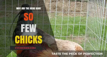 Declining Chick Numbers: Unraveling the Mystery Behind Hens' Low Hatch Rates