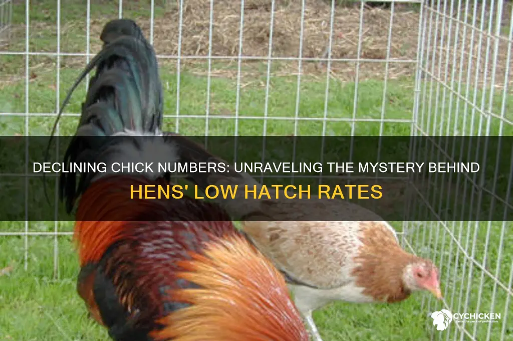 why did the hens have so few chicks