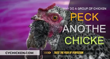 Aggressive Pecking: Why Chickens Peck at Each Other
