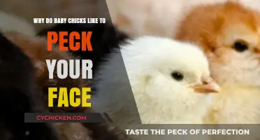 Why Baby Chicks Peck Your Face: Understanding Their Curious Behavior