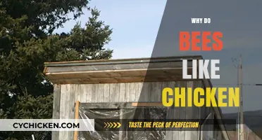 Why Bees Are Drawn to Chicken Coops: Unlikely Attraction Explained
