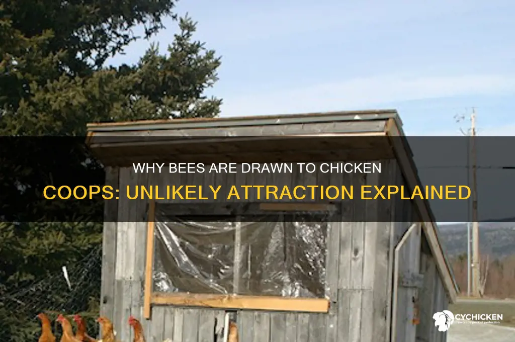 why do bees like chicken