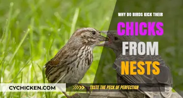 Why Birds Evict Chicks: Survival Instincts Behind Nest Departure