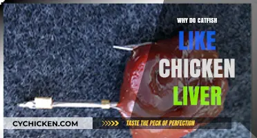 Why Catfish Love Chicken Liver: A Surprising Bait Secret Revealed