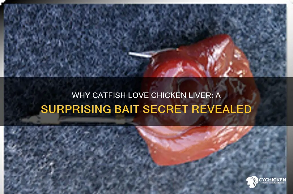 why do catfish like chicken liver