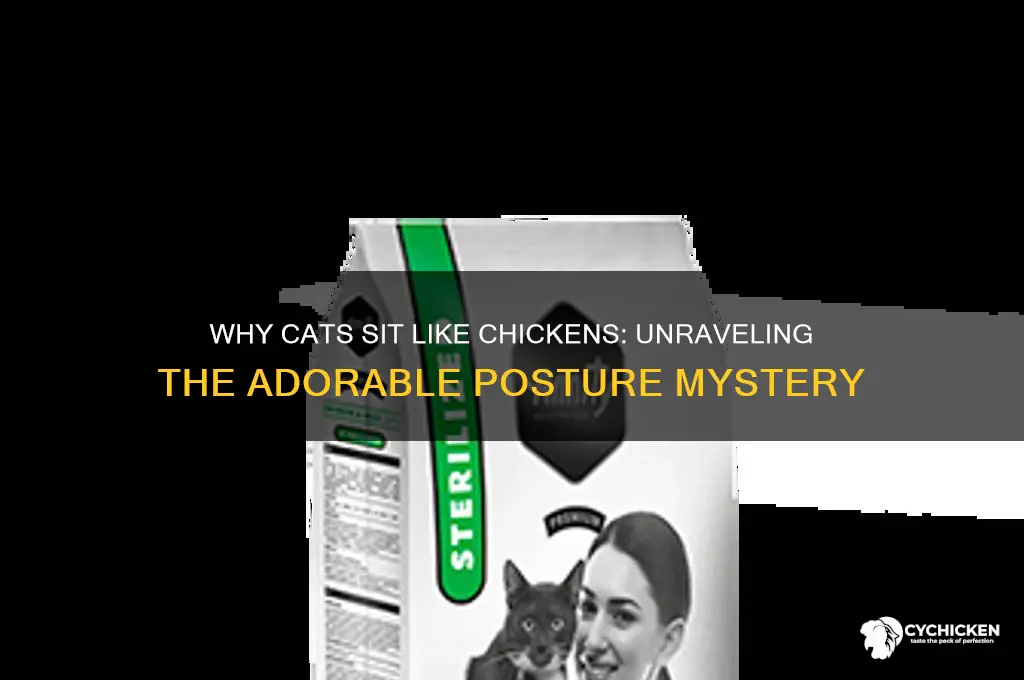 why do cats sit like a chicken