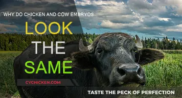 Chicken and Cow Embryos: Similarities and Differences