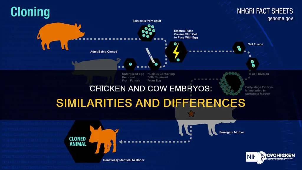 why do chicken and cow embryos look the same
