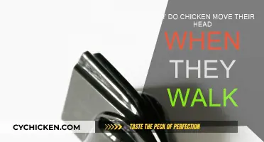 How Chickens' Heads Move as They Walk