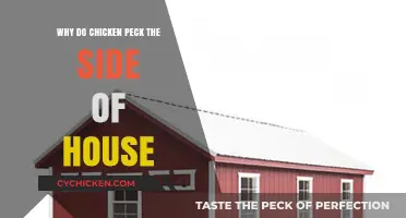 Why Chickens Peck at Your House Siding: Causes and Solutions