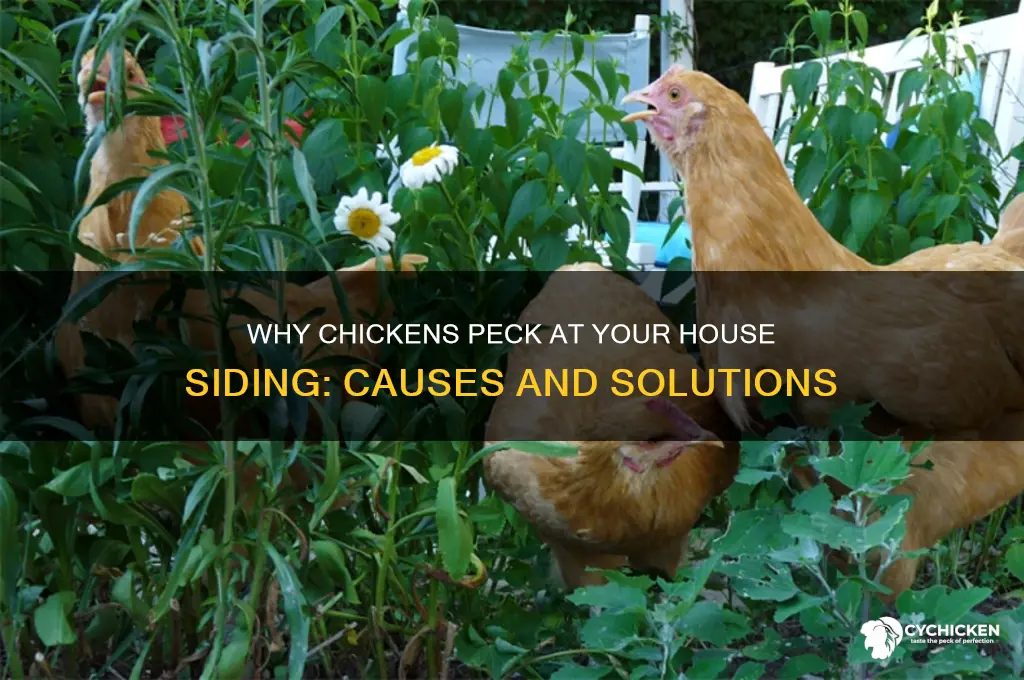 why do chicken peck the side of house