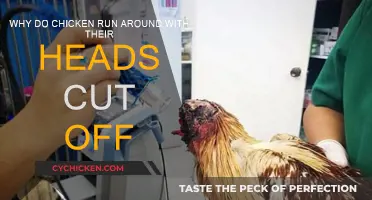 Understanding the Science Behind a Chicken's Headless Run