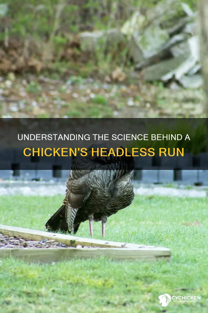 why do chicken run around with their heads cut off