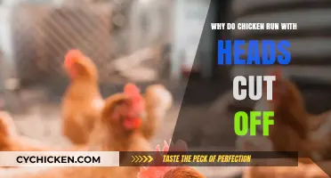 The Surprising Science Behind Chickens Running Headless: Explained