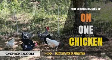 Understanding Chicken Pecking Orders: Why Flocks Single Out One Bird
