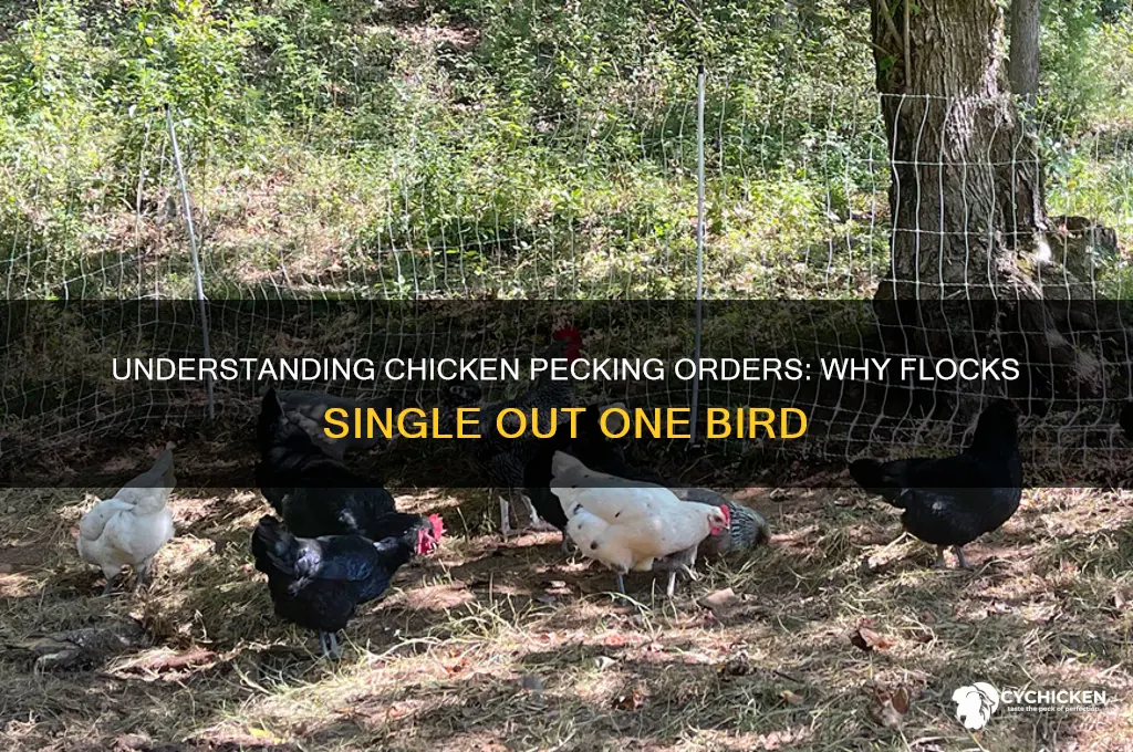 why do chickens gang up on one chicken
