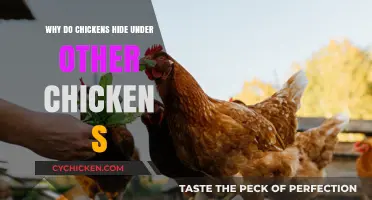 Why Chickens Huddle: Understanding the Social Behavior of Flocking Birds