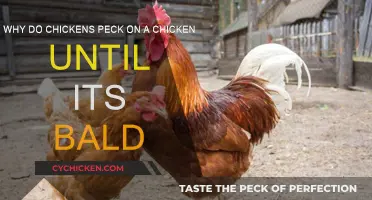Chickens' Pecking Order: Baldness and Social Behavior