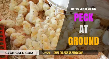 Why Chicks Dig and Peck: Uncovering Their Ground-Foraging Behavior