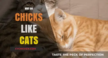Why Chicks Love Cats: Unraveling the Feline-Human Bond