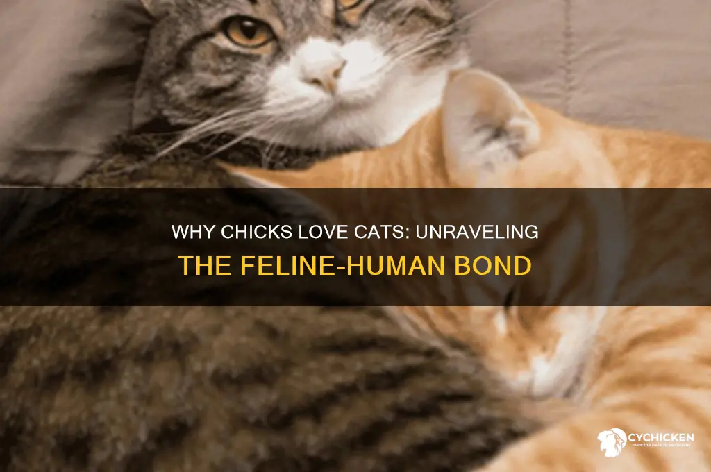 why do chicks like cats
