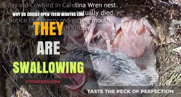 Why Do Baby Chicks Gape? Understanding Their Mouth-Opening Behavior