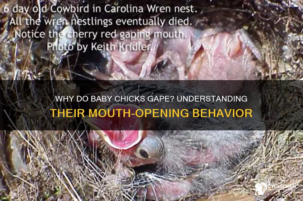 why do chicks open their mouths like they are swallowing