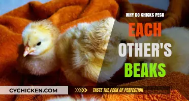 Why Chicks Peck Each Other's Beaks: Understanding Flock Dynamics