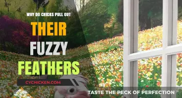 Why Chicks Pluck Their Fuzzy Feathers: Uncovering the Surprising Reasons