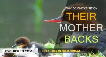 Motherly Instincts: Chicks Ride on Mom's Back