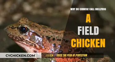 Why Chinese Call Bullfrog 'Field Chicken': Unveiling the Culinary Mystery