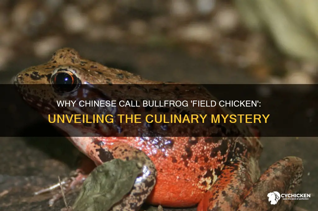 why do chinese call bullfrog a field chicken