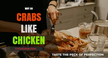 Why Crabs Crave Chicken: Unraveling the Surprising Seafood-Poultry Connection