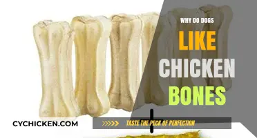 Why Dogs Love Chicken Bones: Risks, Instincts, and Safe Alternatives