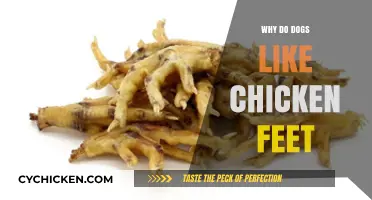 Why Dogs Love Chicken Feet: Uncovering Their Tasty Obsession